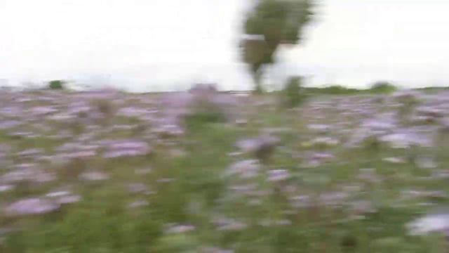 фацелия и пчелы, общее видение трудового процеса в одном видео, фацелия и пчелы