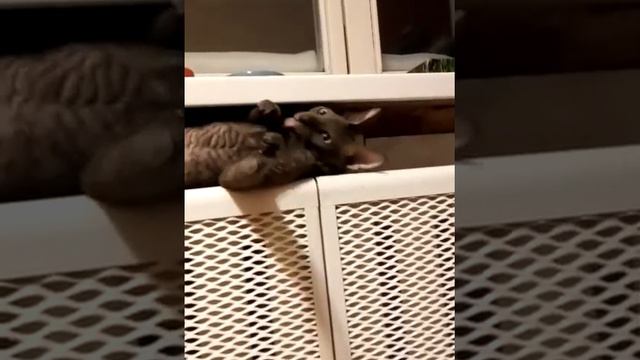 Сема сладкоежка