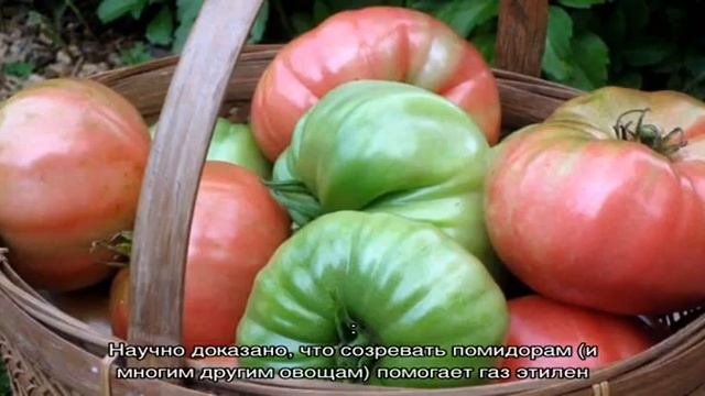 Как хранить помидоры чтобы они покраснели: ускоряем созревание и сохраняем свежесть овоща надолго