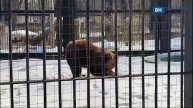 В Воронежском зоопарке преждевременно проснулись медведи