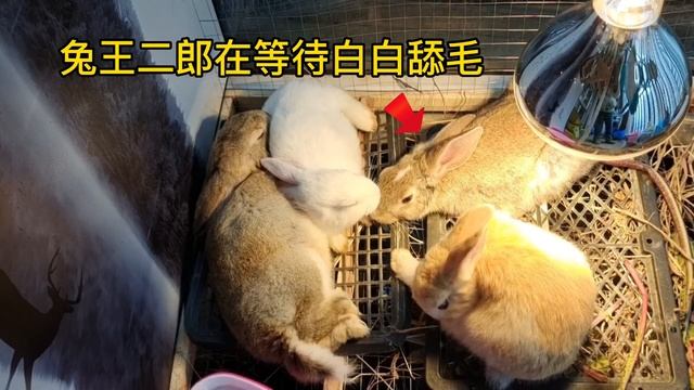 兔子冷知識（一）：兔子之間也有嚴格的等級制度？ ｜兔子之間等級制度的表現｜在兔兔眼中，主人也可能是它的下屬哦  #兔子