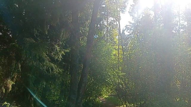 3. Кучинский лесопарк - Kuchinsky Forest Park