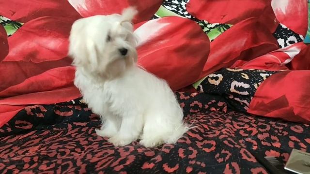 Мальтезе девочка
