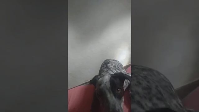 Pitbull Com Dálmata