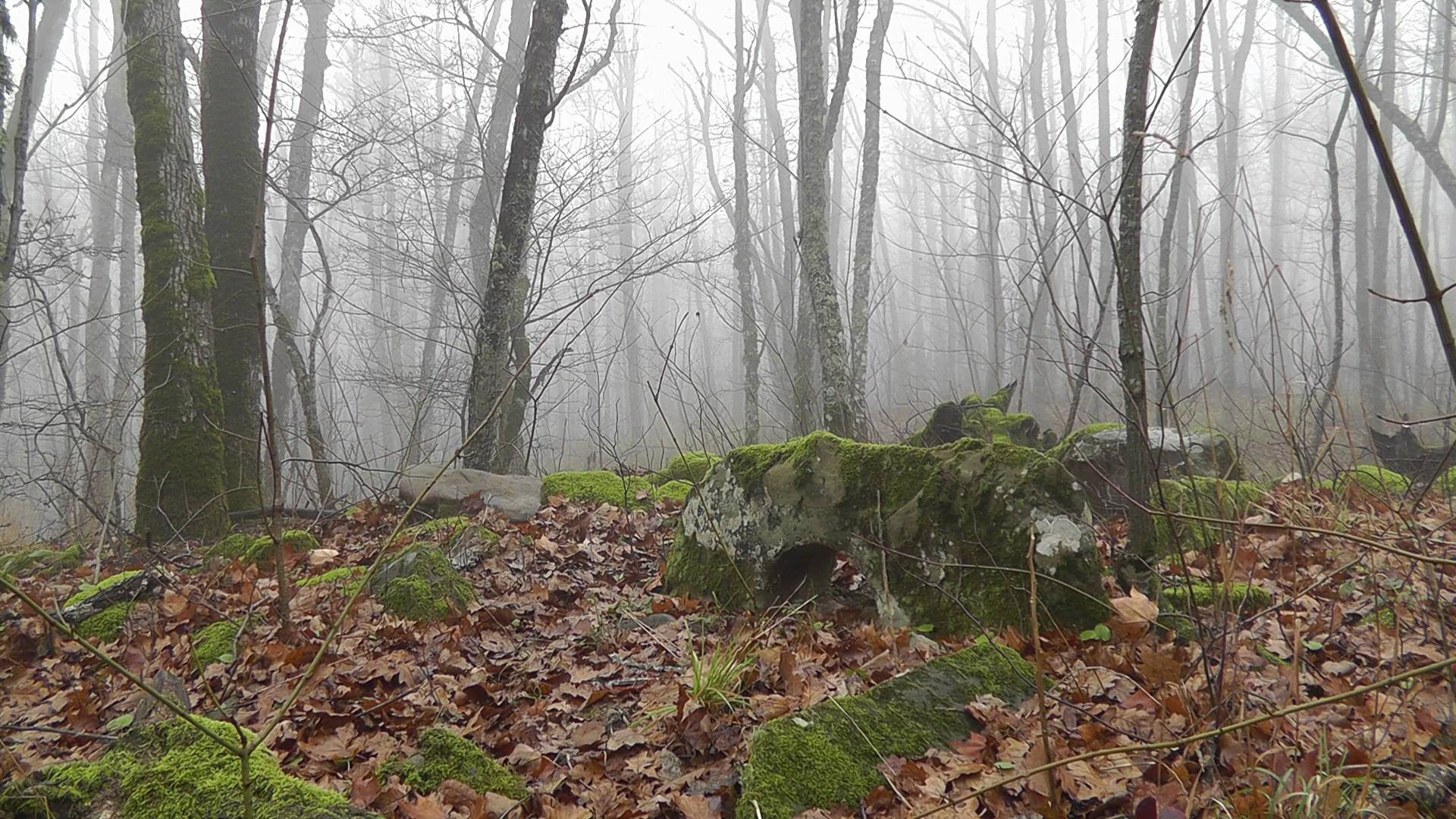 Звуки природы: Дольмен в дождливом лесу.🗿🍂🌧️ Расслабляющая музыка для медитации и отдыха