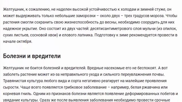 Желтушник Полезные и красивые растения для дома и сада