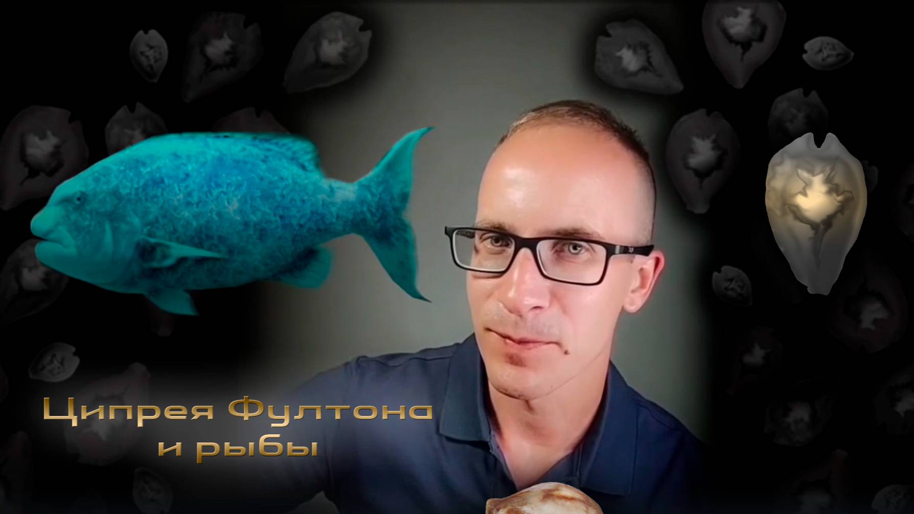 Поедатели редкостей - ципрея Фултона и рыбы