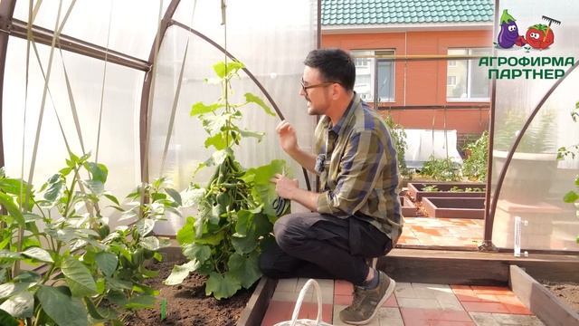 Чем удивить соседей и порадовать себя | Плоды-гиганты, суперурожайные и просто классные сорта.