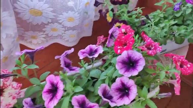 🌸🍀🌺Ампельная Петуния🌺🍀🌸