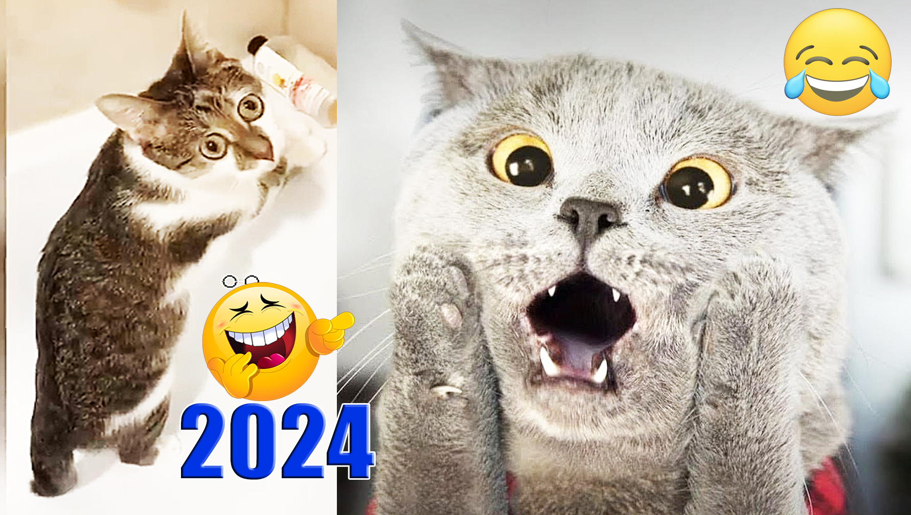 ПРИКОЛЫ С ЖИВОТНЫМИ 2024😻 СМЕШНО ДО СЛЕЗ😂