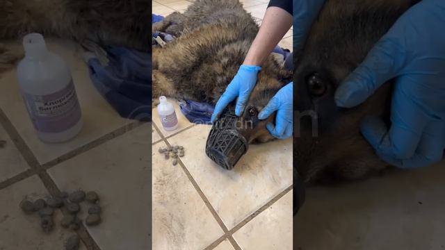 Утро началось со спасения немецкой овчарки. #приютдлясобак #собаки #донецк #волонтёрство