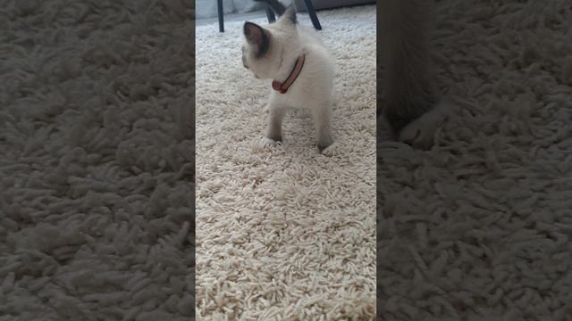 наш маленький Котик