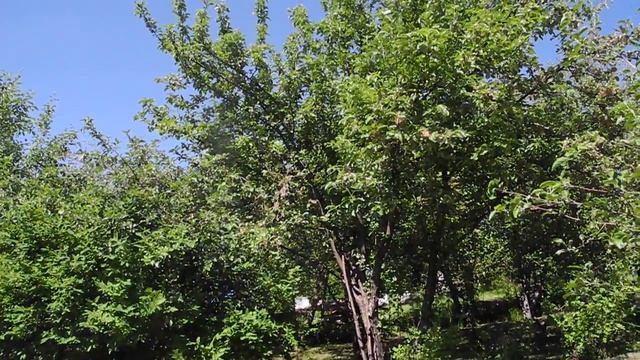 Мне снился яблоневый сад