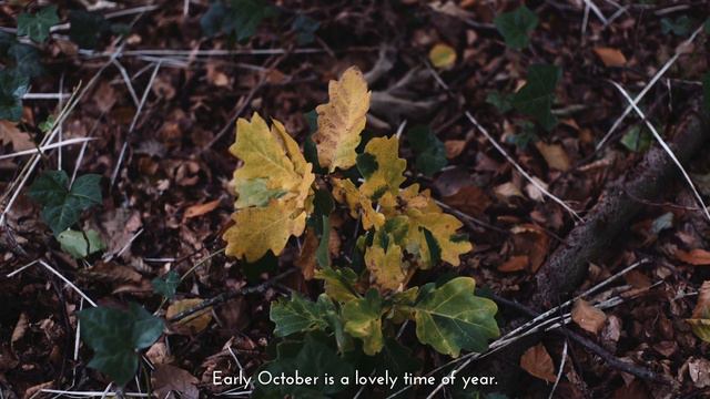 Ivy Turns Red | Microseasons | No.27