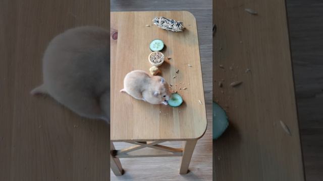 VID_20240725_194539_299.mp4