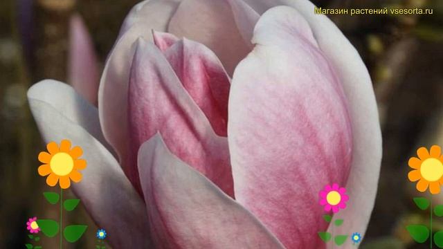 Магнолия суланжа Сатисфэкшн. Краткий обзор описание характеристик magnolia soulangeana Satisfactio