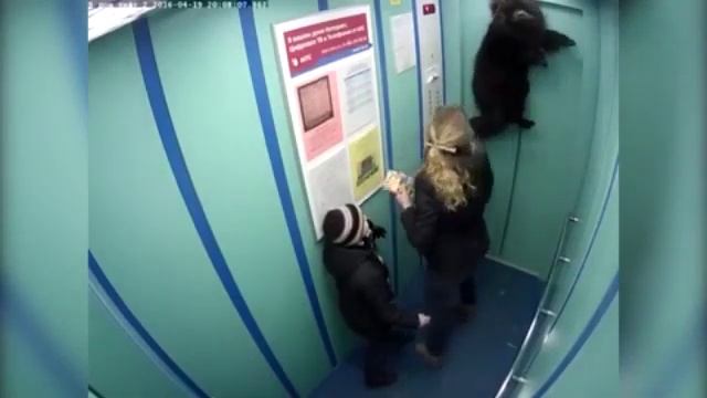 Собака в воздухе, поводок зажало лифтом!