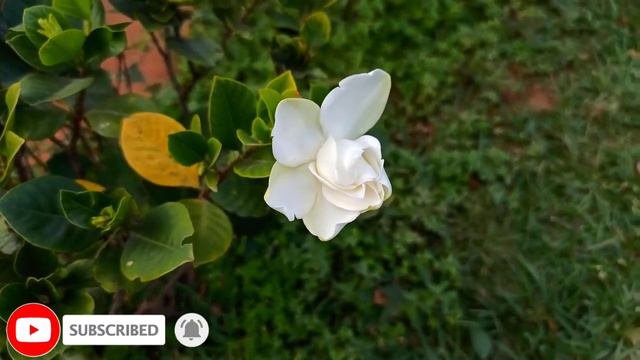 Gardenia jasminoides flower video | Cape jasmine flower video