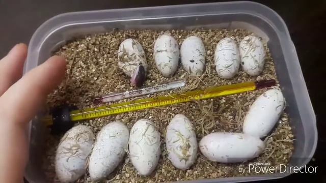 Как я увлажняю инкубатор с яйцами эублефаров