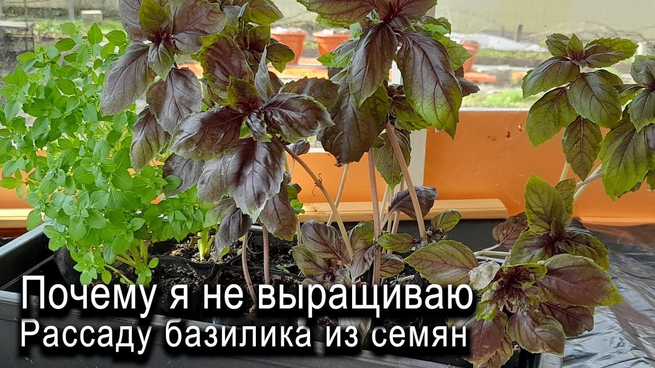 Почему я больше не выращиваю рассаду базилика из семян? #ТриЭкоОгород