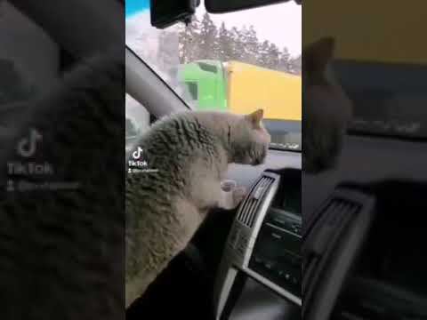 На дачу едем с Марселем Хаммеровичем...
