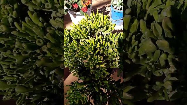 Minha crassula ovata gollum ( orelha de churek)