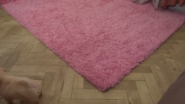 Щенки чихуахуа играют. Продажа