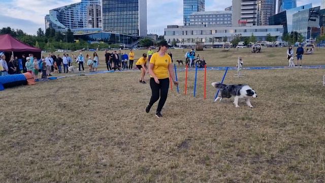 Первая медаль Фанни, мероприятия от клуба SmartDog#SmartDog#