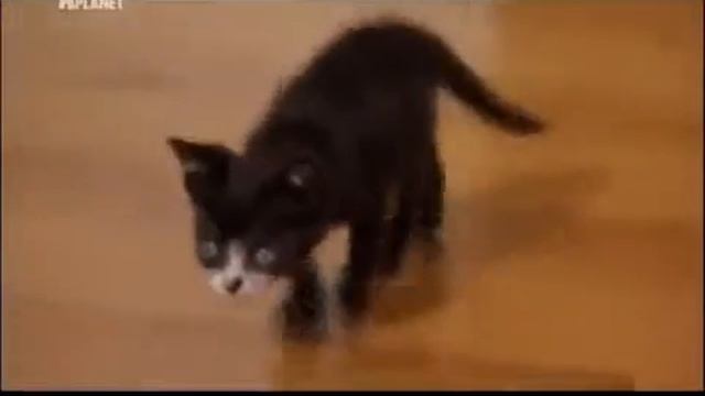 Симпатичные котята Animal Planet Россия