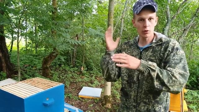 100 ПОЙМАЕТЕ ПЧЕЛ НА ЭТОМ ДЕРЕВЕМОЙ ПЕРВЫЙ РОЙ...