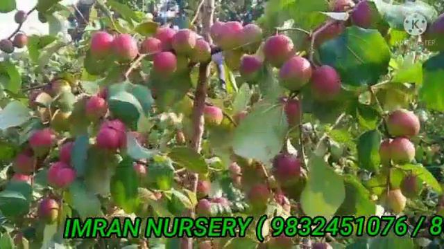 NURSERY APPLE BER PLANT | IMRAN NURSERY | KOLKATA