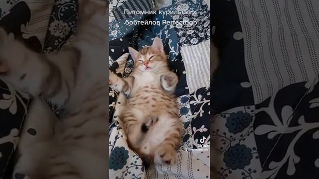 Питомник курильских бобтейлов Perfectbob