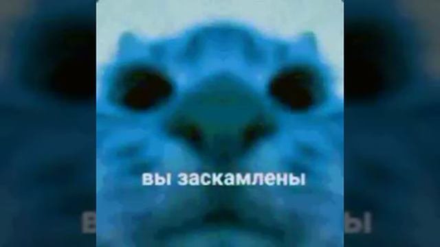хаха роликов не будет 1день