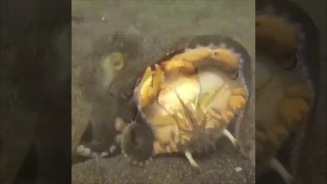 Любимое лакомство осьминогов 🐙
