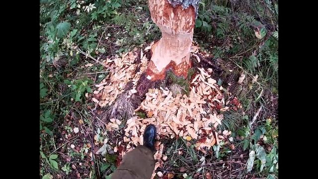 ОХОТА 2020  по медвежьим тропам 1 ОХОТА НА МЕДВЕДЯ