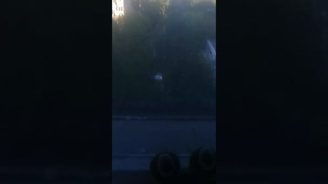 Чайка и ворона в одной птице