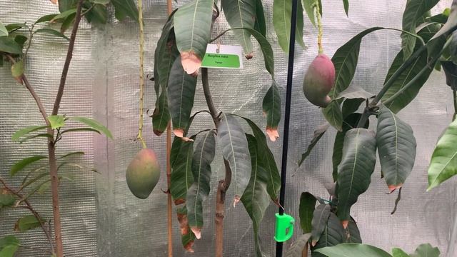 Манго Остин / Mangifera Osteen в Киевской обл