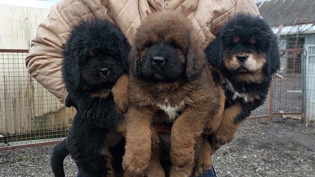 Тибетский мастиф Китайские крови