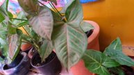 Singonio planta cuidados / ¡Planta para interior de casa!