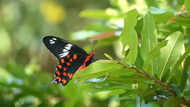 Crimson Rose  දලරත සවවනදය Diyasaru Park 2018
