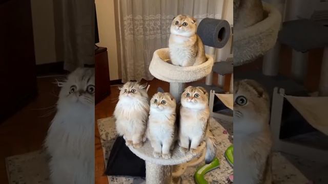 445316_pik_1669730114_p.webm.