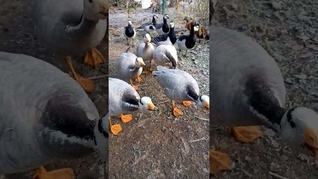 Горные  гуси  и  казарки