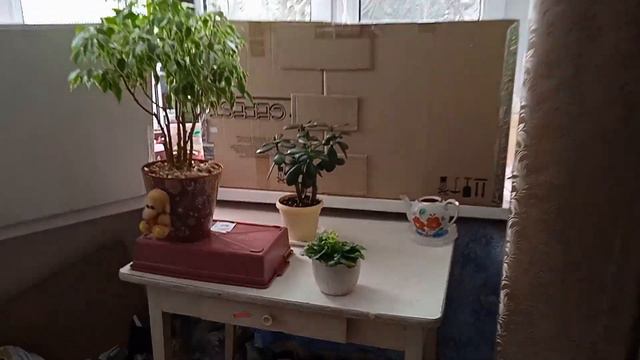 Виолы, петуннии, перец, томаты. 27 марта