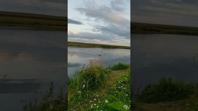 Охота на болотно-луговую дичь с лабрадором