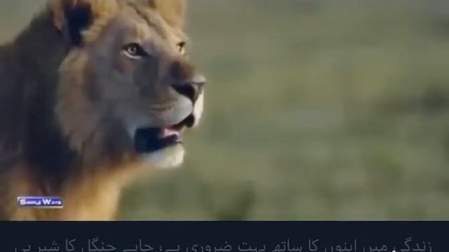 Tik tok в мире животных