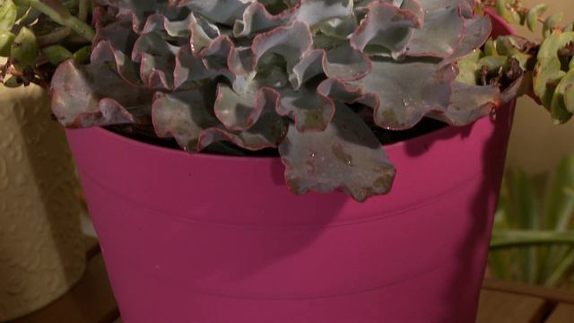 Unusual Pots