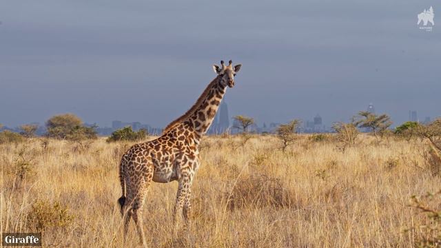 Коллекция дикой природы Африки в формате ULTRA HD — с кинематографическими звуками Wildlife HD