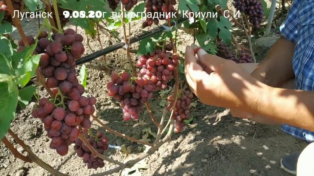 Виноград Велюр  в гостях у Сергея Криули!