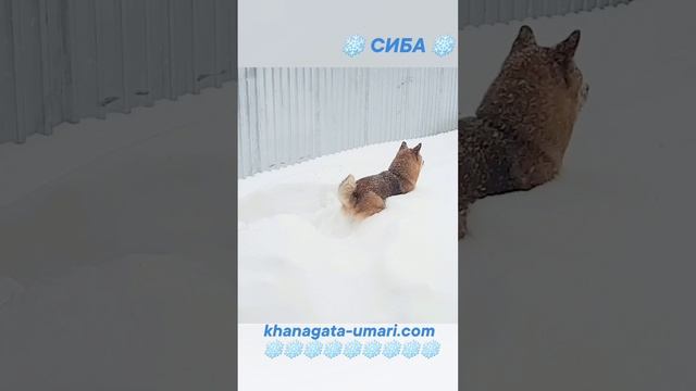 Сиба ину ? зимой ❄️