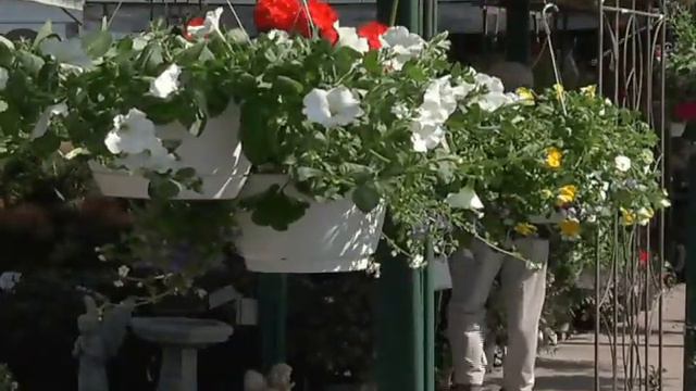 Home Gardener - Hanging Baskets